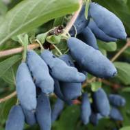 Саженец Жимолость съедобная Стрежевчанка в контейнере